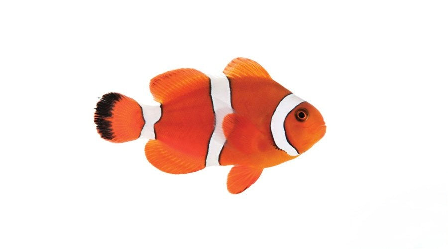 Blood Orange Clownfish