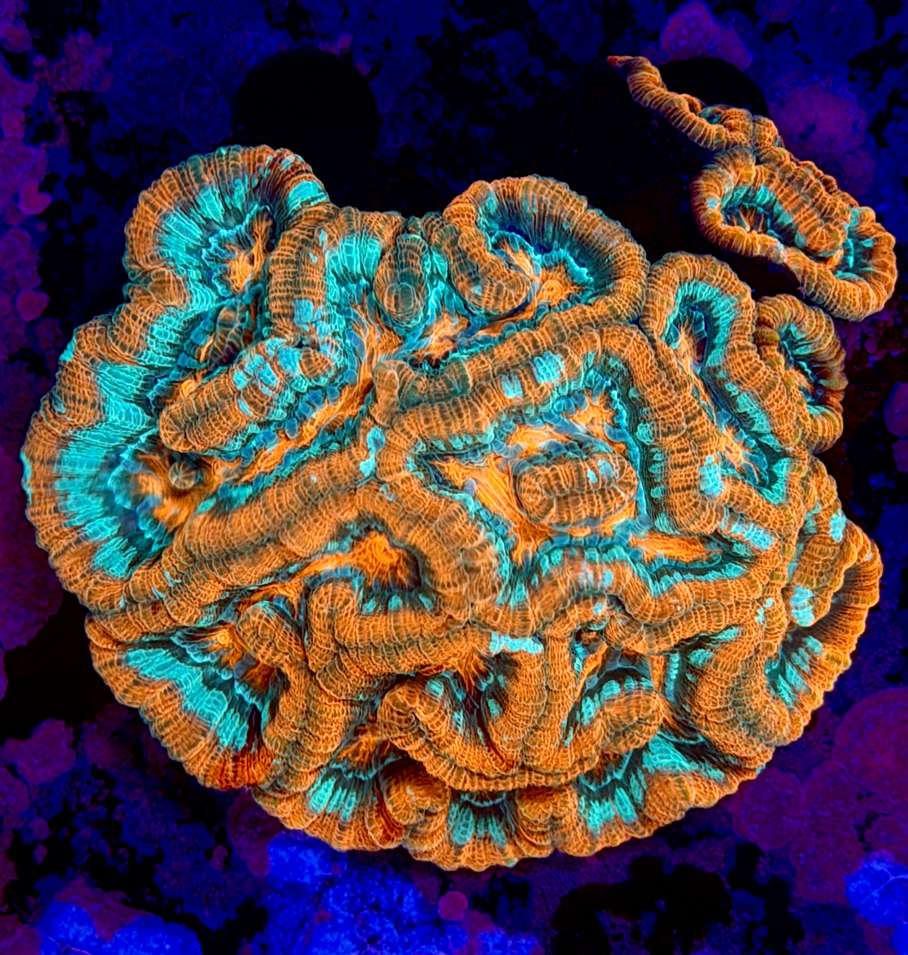 Rainbow Symphyllia Wilsoni