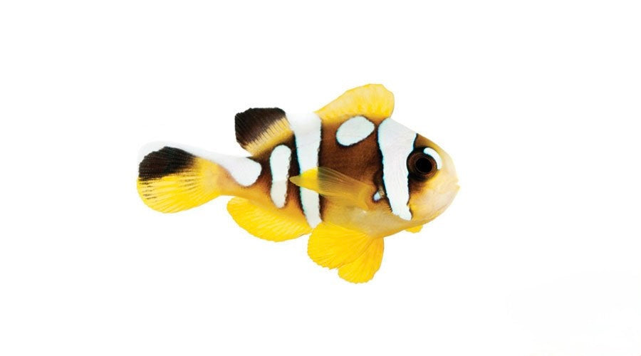 Spotcinctus Clownfish