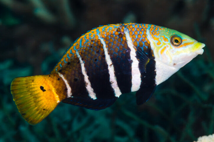 Wrasse: Barred Thicklip