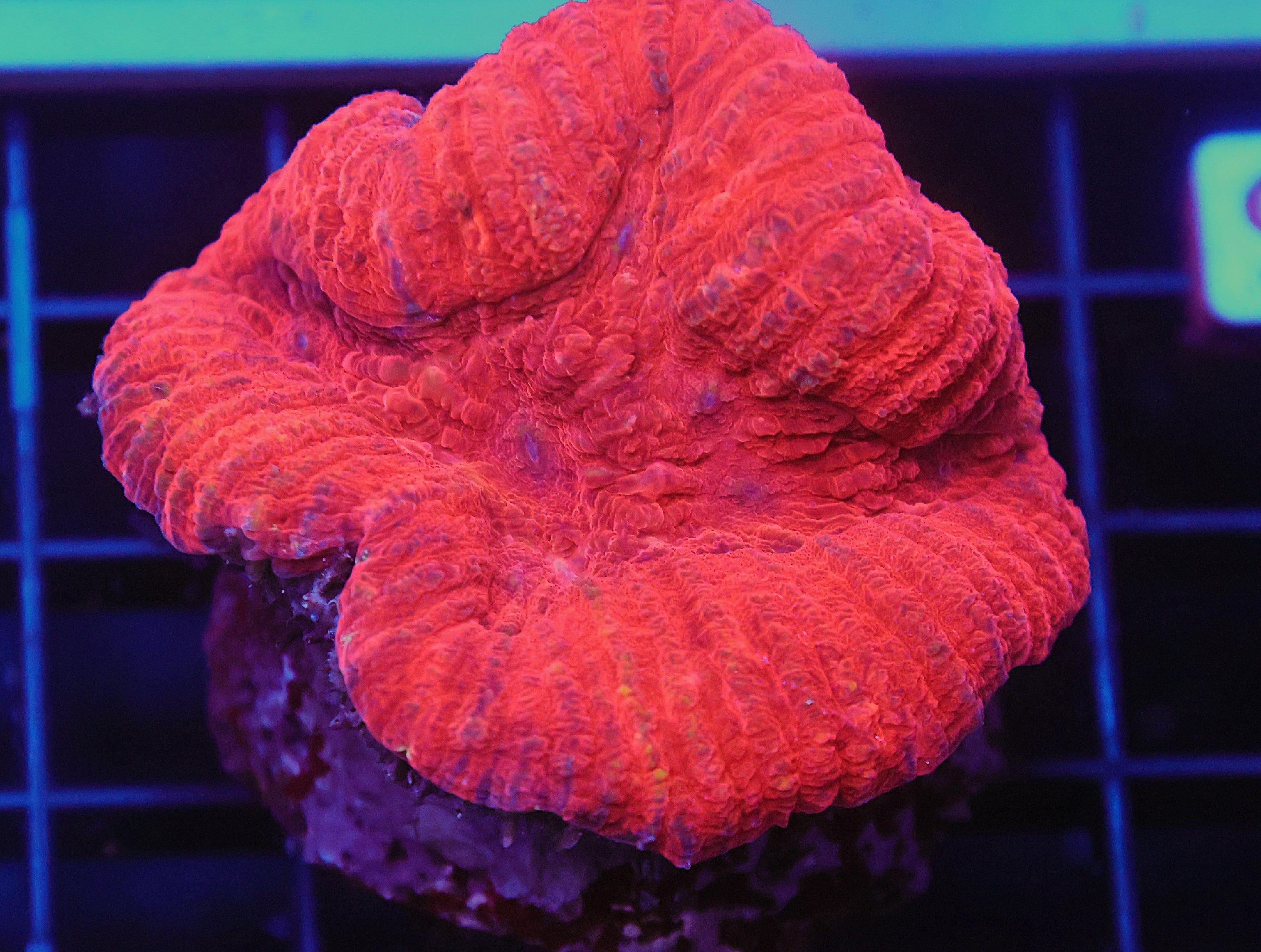Brain: Lobophyllia; Red (Super)
