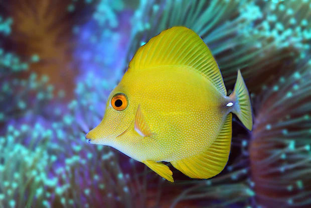 Tang: Yellow Scopas (Rare)