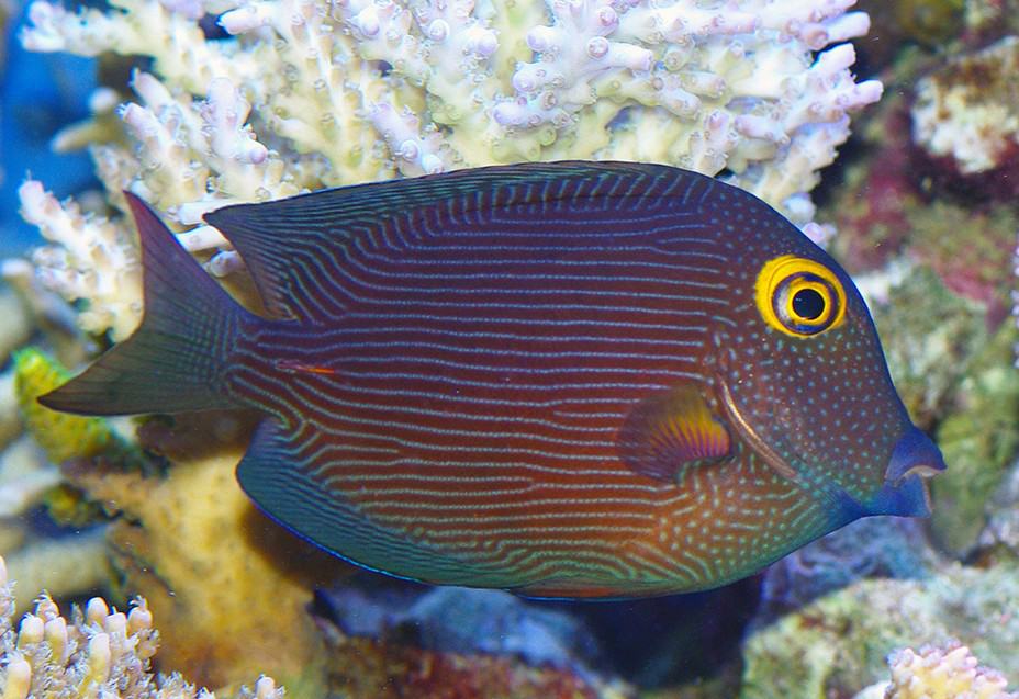 Tang: Yellow Eye; Haw.