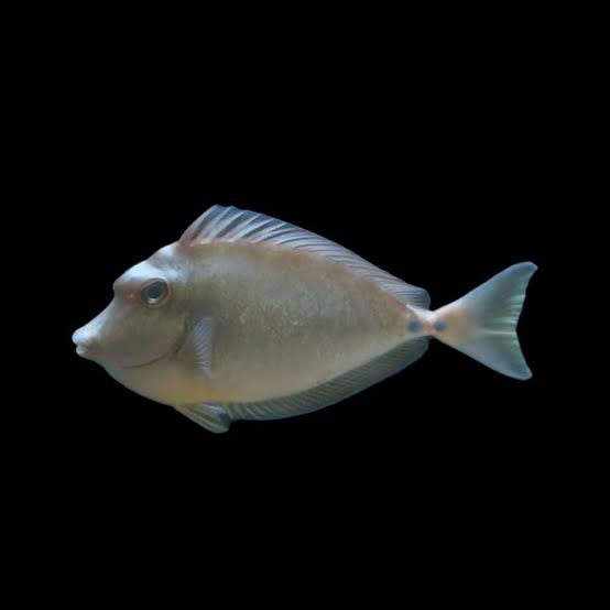 Tang: Whitemargin Unicornfish