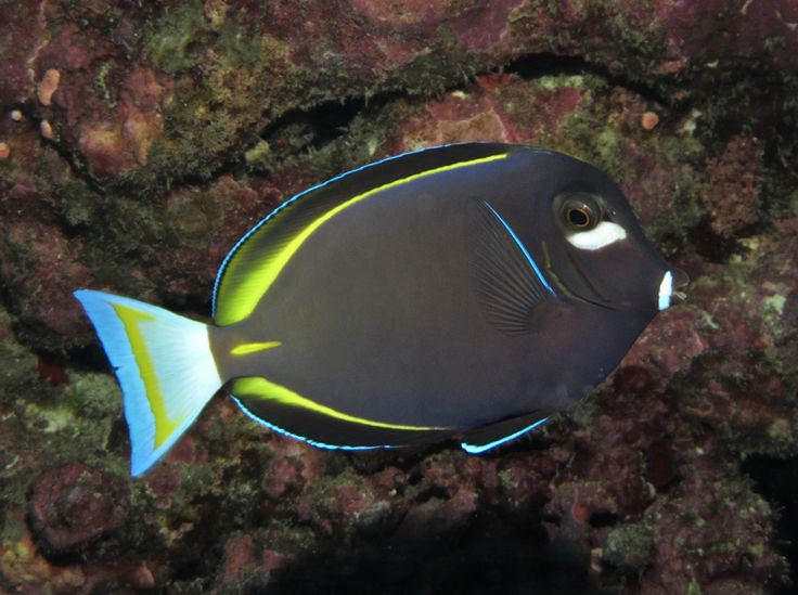 Tang: White Cheek; Hawaii