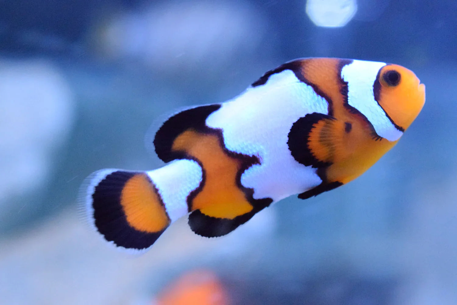 Black Ice Snowflake Clownfish