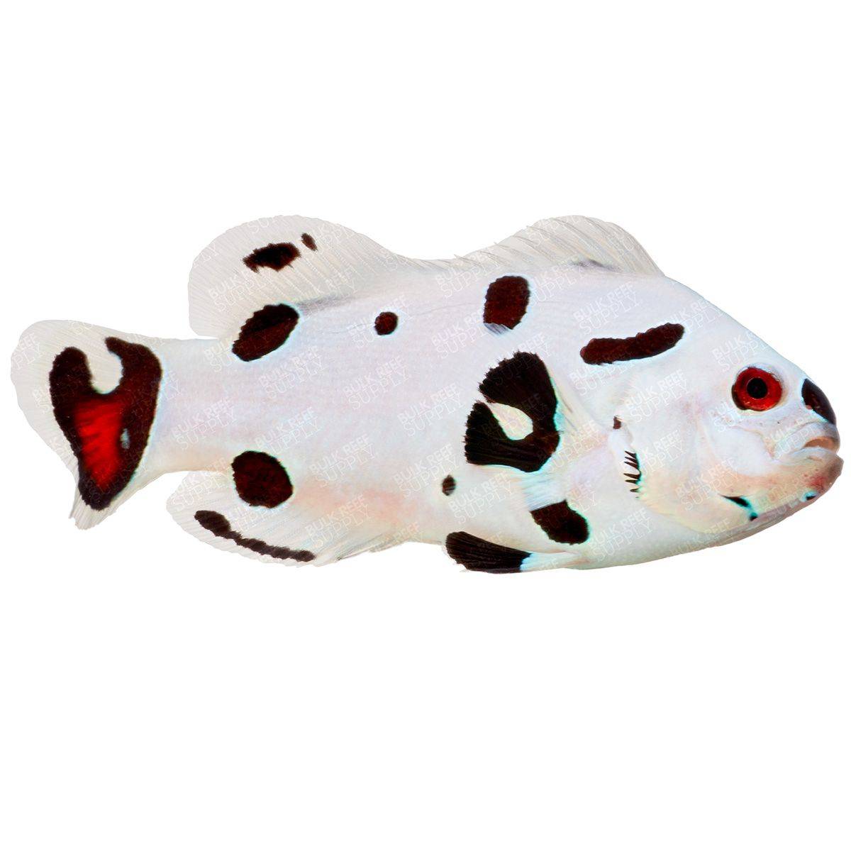 Hail Storm Clownfish