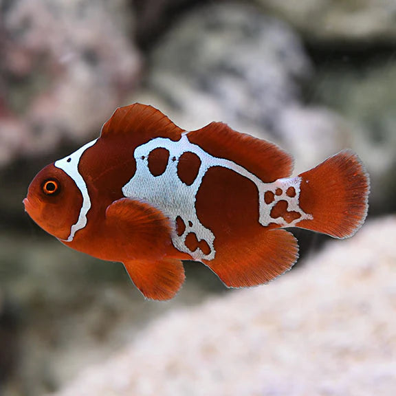 Gold Lighting Maroon Clownfish