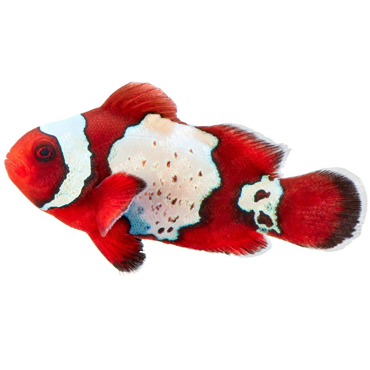 LuxLightining Maroon Clownfish
