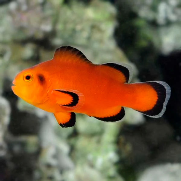 Naked Ocellaris Clownfish