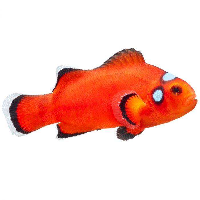 Triple Dot Ocellaris Clownfish