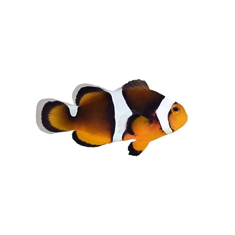 Photon Clownfish