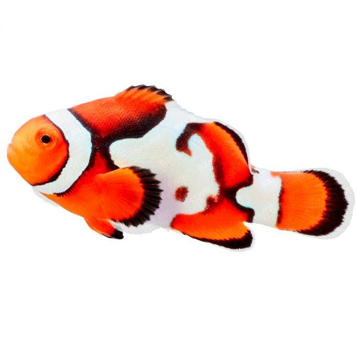 Nebula Picasso Clownfish