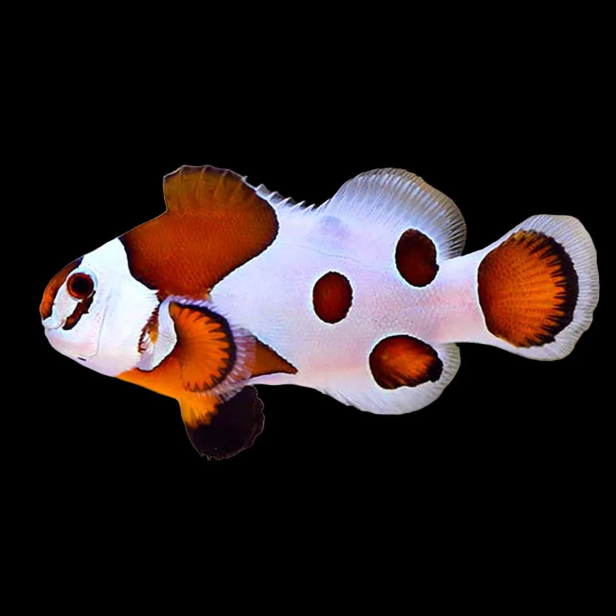 Orange Storm Clownfish