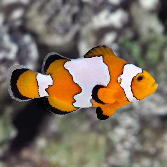 Snowflake Clownfish