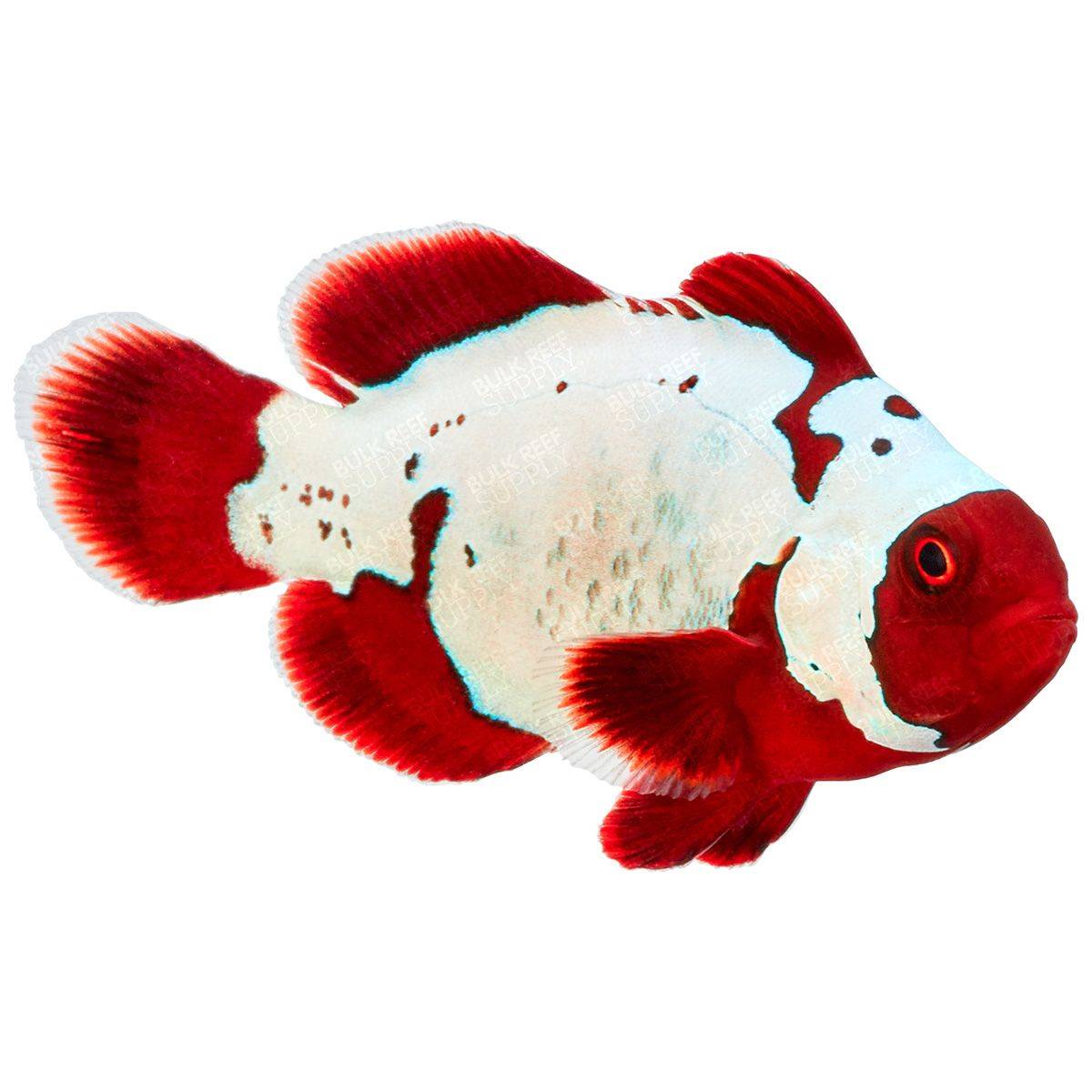 Thunder Maroon Clownfish
