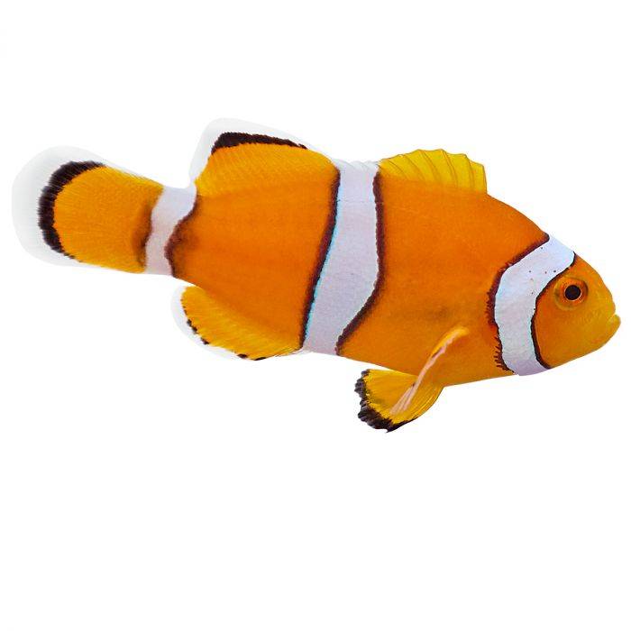 True Percula Clown