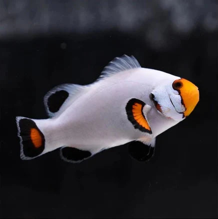 Platinum Percula Clownfish