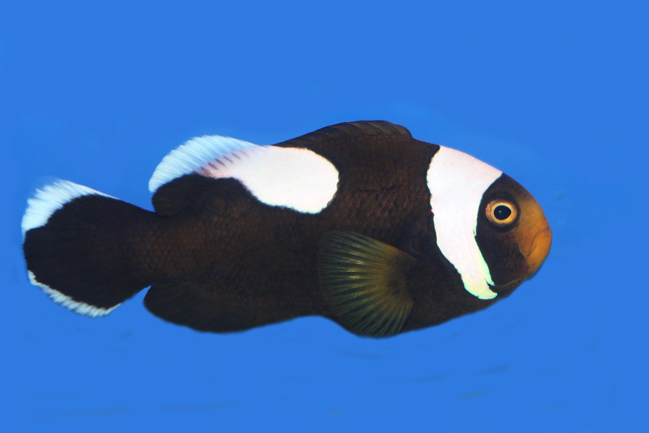Black Polymnus Clownfish