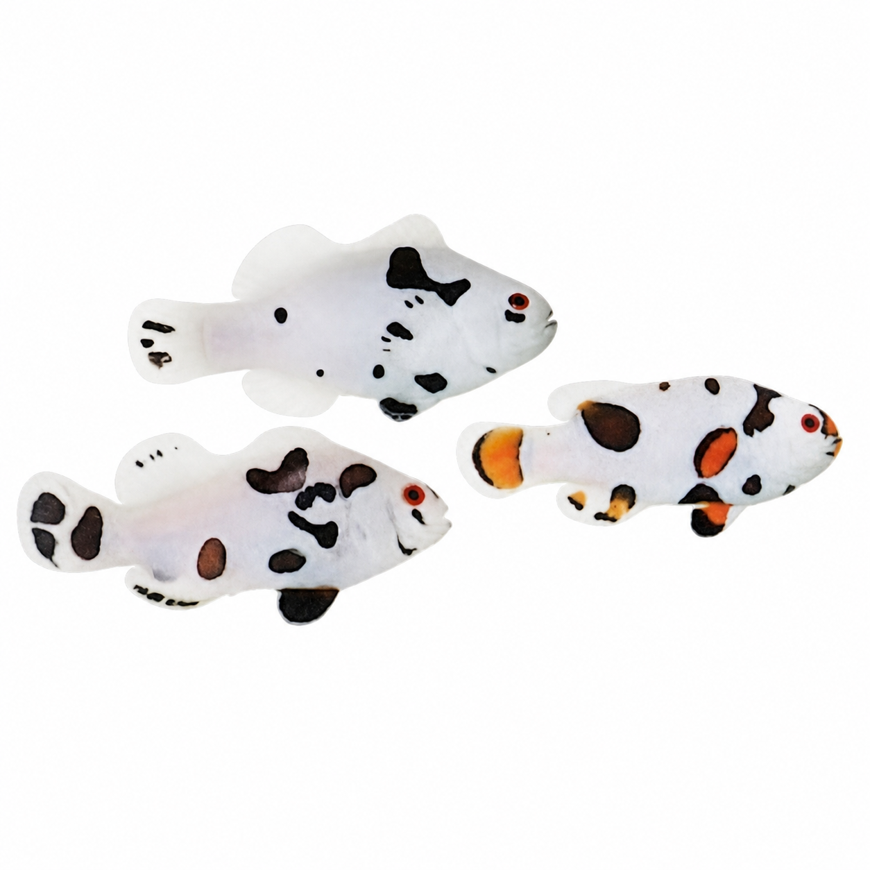 Hybrid Storm Clownfish