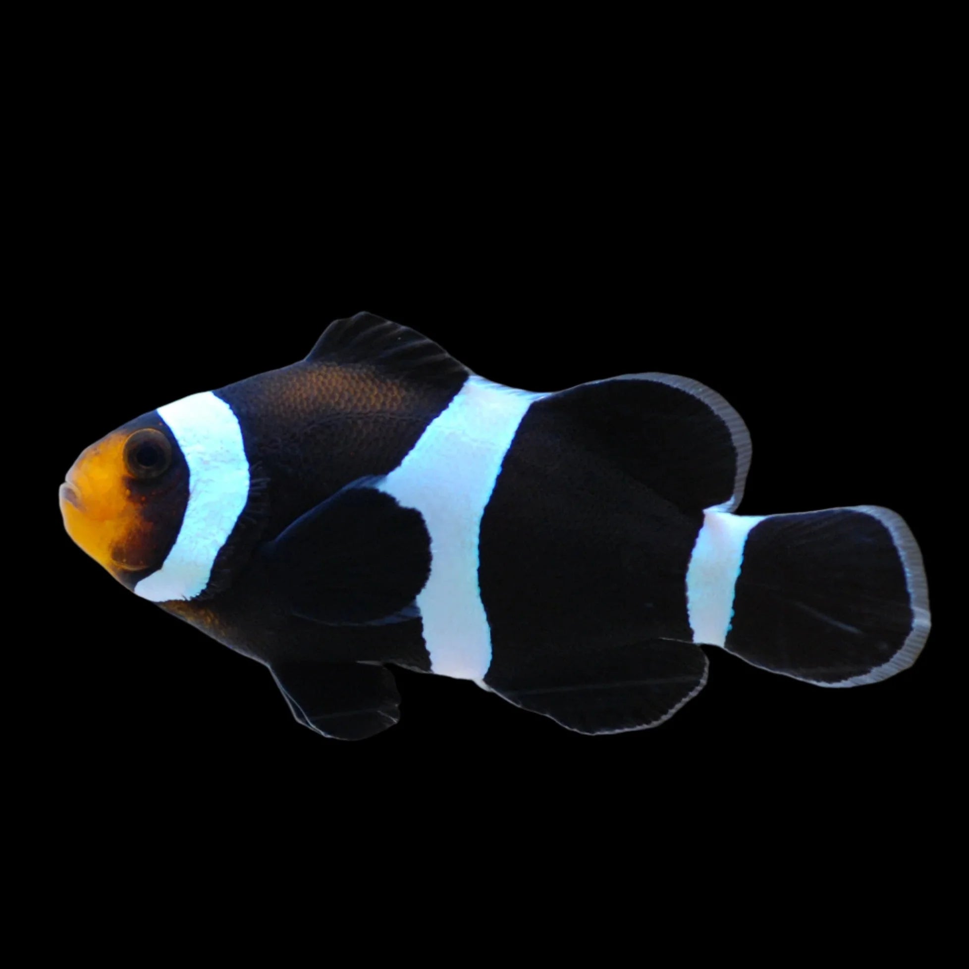 Black Ocellaris Clownfish