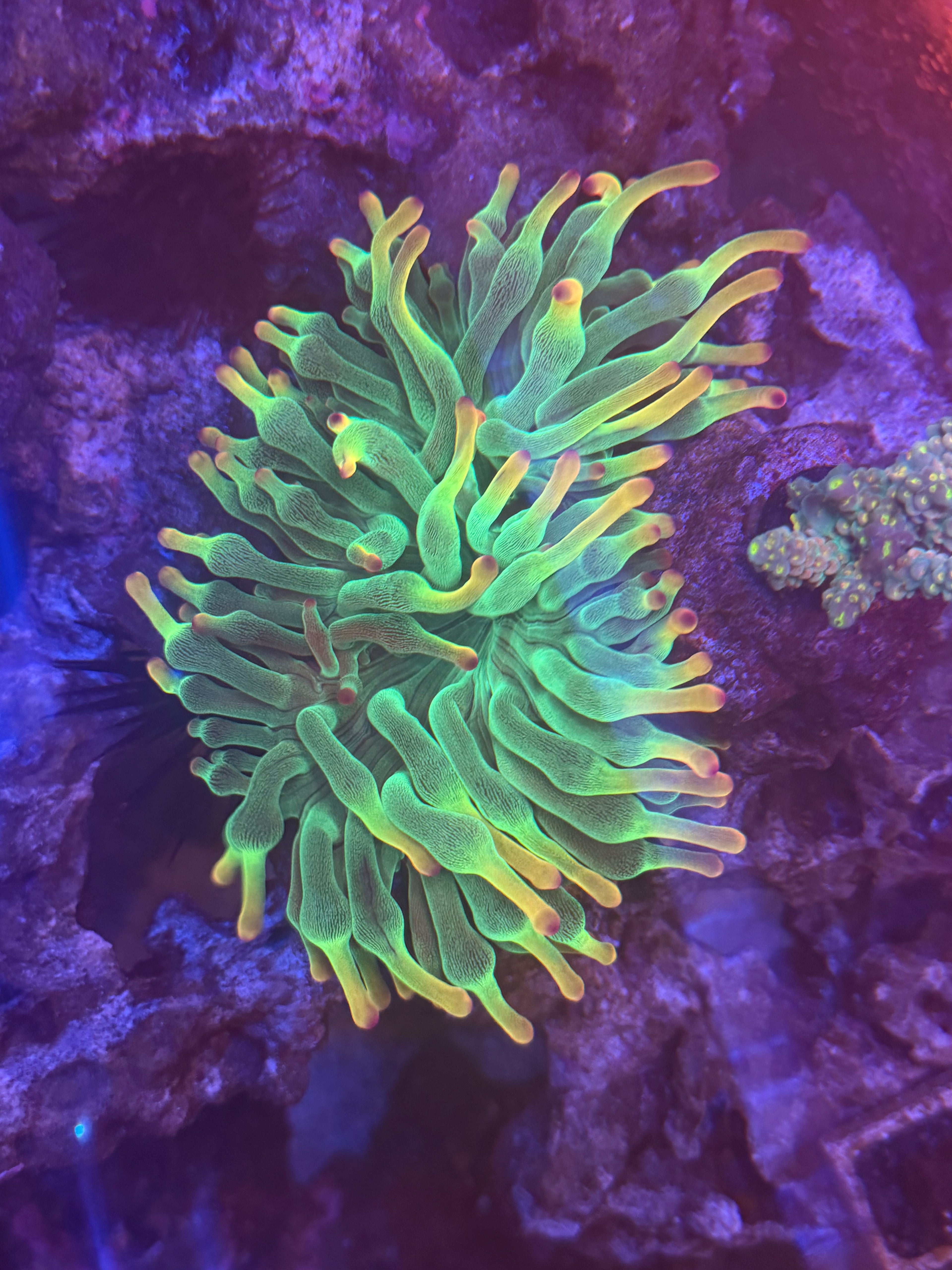 Holly Grail Anemone