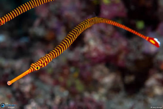 Pipefish: Red Banded