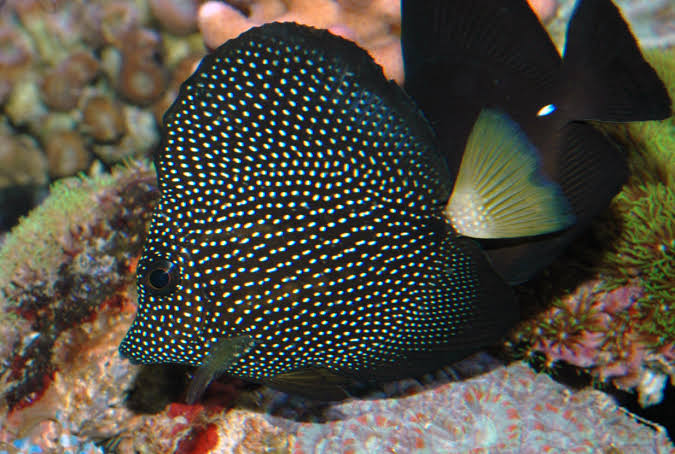Tang: Gem
