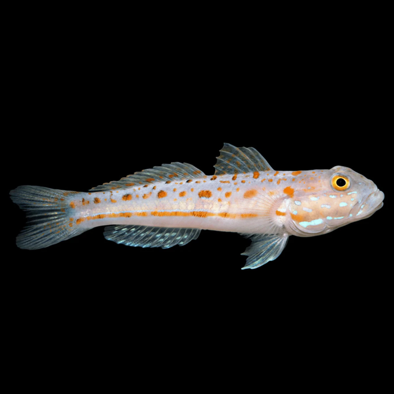 Goby: Diamond (Sleeper)