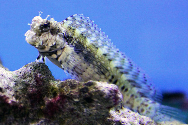 Blenny: Lawnmower