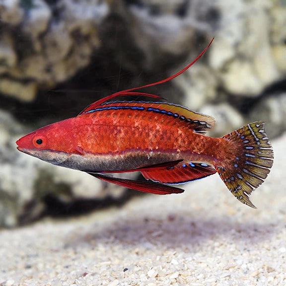 Wrasse: Ruby Finned Fairy; Male