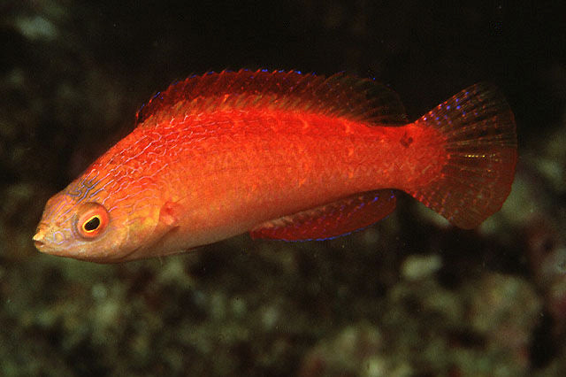 Wrasse: Ruby Finned Fairy; Fem.