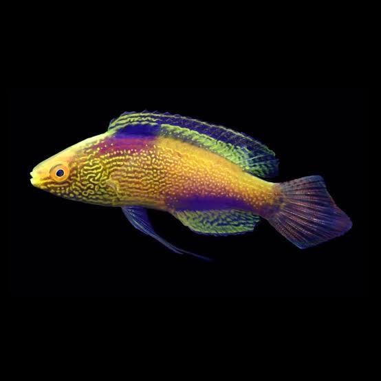 Wrasse: Rhomboid; SUPER Male