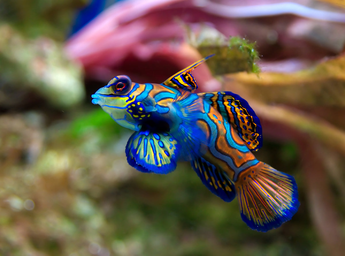 Goby: Green Mandarin