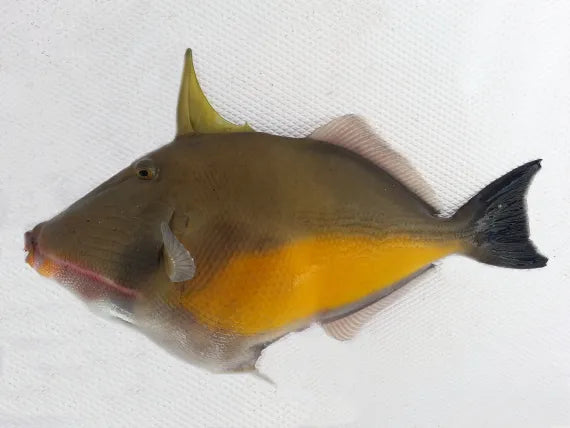 Trigger: Yellowbelly; Mex.