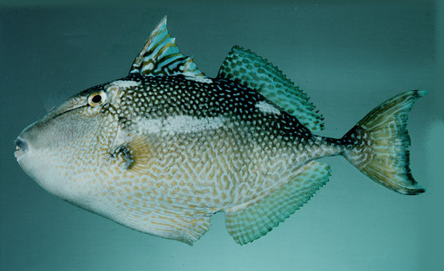 Trigger: Stellatus (Starry)