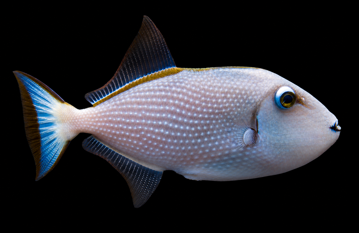 Trigger: Bluejaw; Female