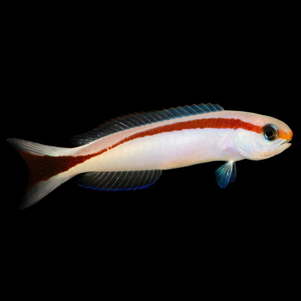 Tilefish: Skunk