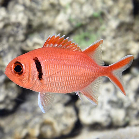 Squirrelfish: Bigeye Soldier
