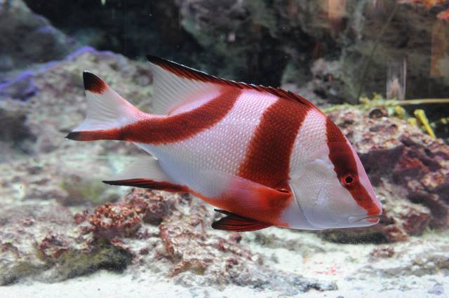 Snapper: Red Emperor