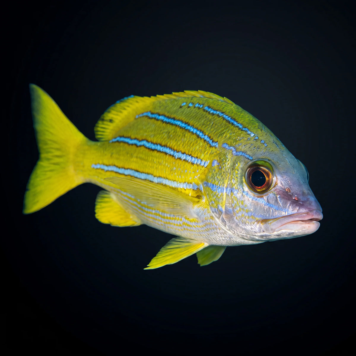 Snapper: Blueline