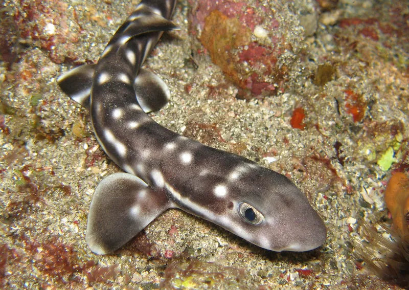 Shark: Marbled Cat