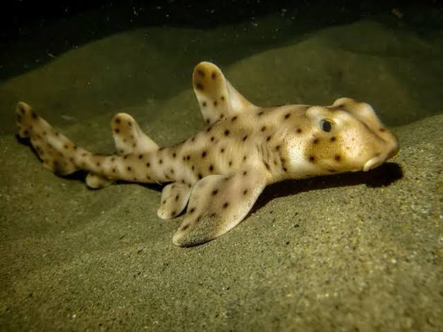 Shark: Horn; CAL or MEX