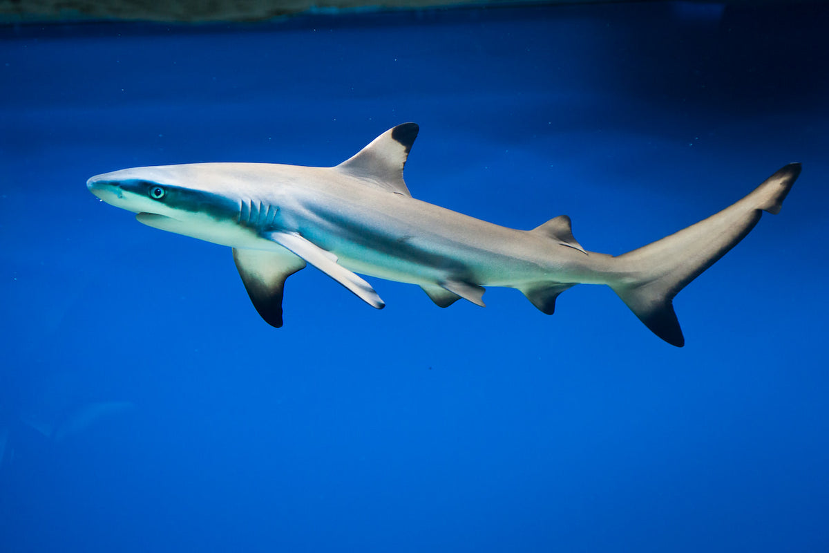 Shark: Black Tip Reef