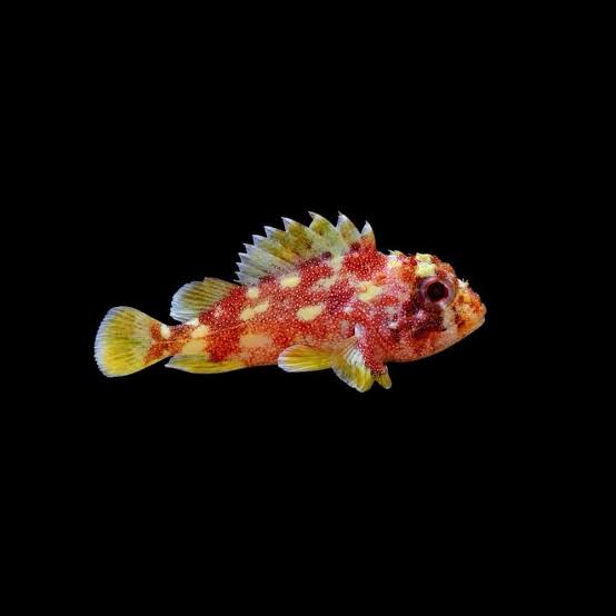 Scorpionfish: Yellow Spotted
