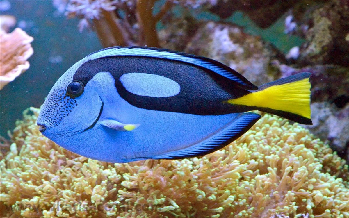 Tang: Blue (Hippo)