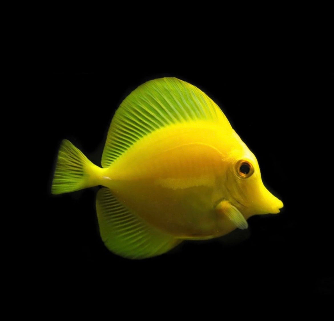 TANG YELLOW HAW CAPTIVE BREAD