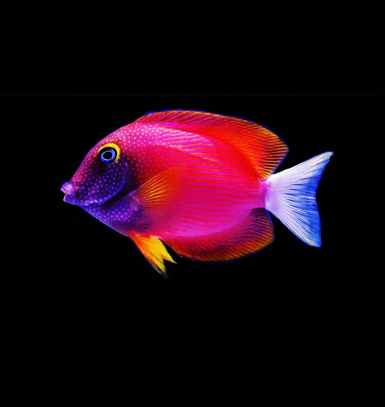 Tang: White Tail Yellow Eye