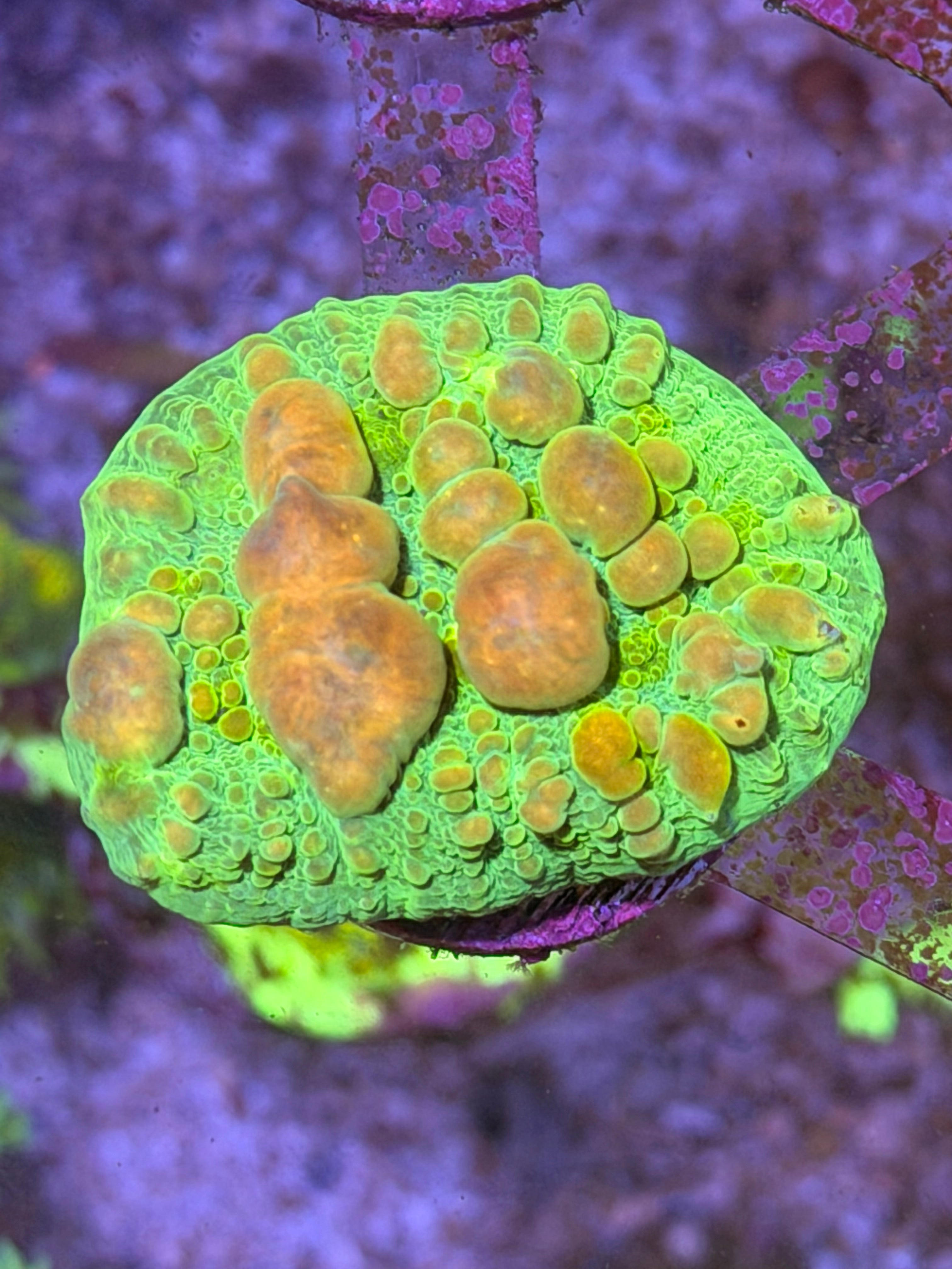 Green Cosmic Bounce Chalice