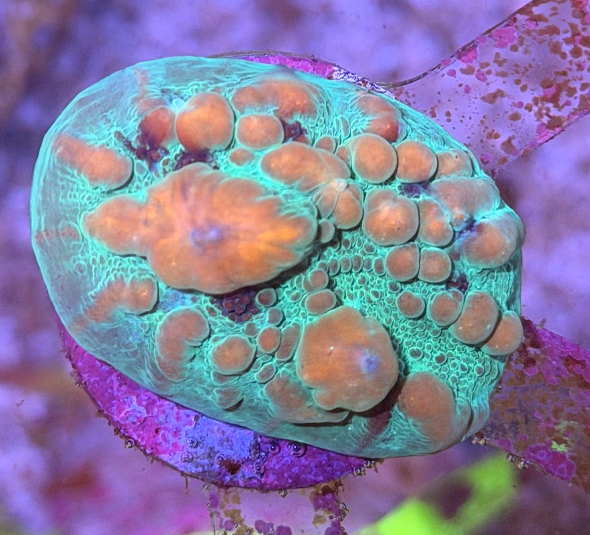 Blue Cosmic Candy Bounce Chalice